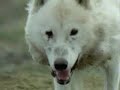 Wolf Hunting Hare Wolf Hunting Hare
