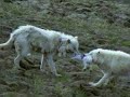 wolf hunting hare