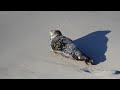 Harbor Seal in the surf