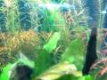 Esse é meu aquário plantado de 160 litros. Montei-o há 6 meses. Procurei mostrar nesse vídeo não só as plantas e peixes que tenho, mas também demais itens essenciais em um aquário plantado. Em especial, o sistema de filtragem que eu mesmo criei, que, aliás, se mostra muito eficaz, já que os parâmetros da água se mostram nos níveis desejados constantemente! Além disso, mostro rapidamente a iluminação que uso. O interessante desse hobby é não só estudar algo diferente, mas também trocar experiências com outras pessoas e conseqüentemente criar novos amigos! O aquarismo é um hobby que compensa e muito! 