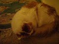 Fluffy resting then cleaning his tail