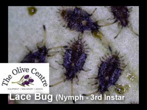 how to treat azalea lace bug