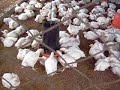 El Sr. Paulino Alvarado tiene cinco años de dedicarse a el engorde de pollos para producir carne y abastecer el mercado local de Nueva Guinea con esta actividad. Sus ingresos le permiten mantener dignamente a su familia. Nueva Guinea, RAAS. Nicaragua.