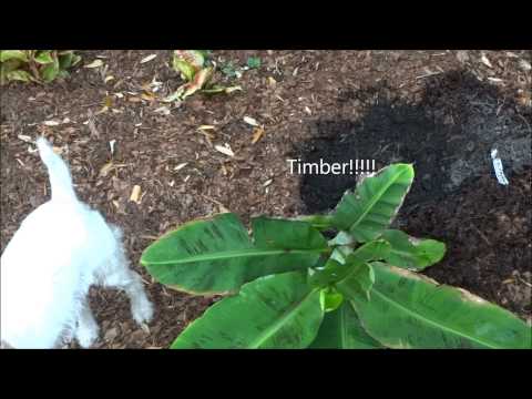 how to transplant banana shoots