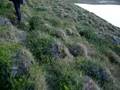 Yomping