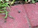 The Rolie Polie