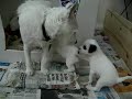 Parson Russell Terrier Puppies Parson Russell Terrier Puppies
