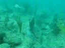 Scuba Dive