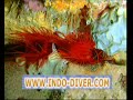Click here to watch this video Diving Indonesia, Bali-Lombok-Komodo-Flores-Alor-Sulawesi