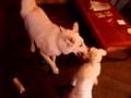 Charlie & Jackie Playin' !