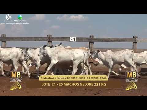 516� LEIL�O VIRTUAL MB LEIL�ES
