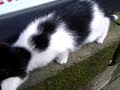 kittens at a shrine