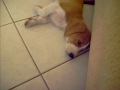 gigio ii beautiful basset