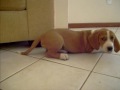gigio ii beautiful basset