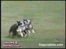 DOG ALERT