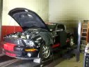 DiFeo Wicked Shelby DiFeo Wicked Shelby