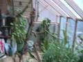 Solar Greenhouse
