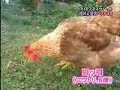 Rooster and Cat