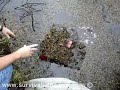 Perch Traps Perch Traps