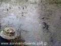 Perch Traps