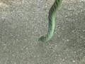 Dendroaspis viridis - Grüne Mamba