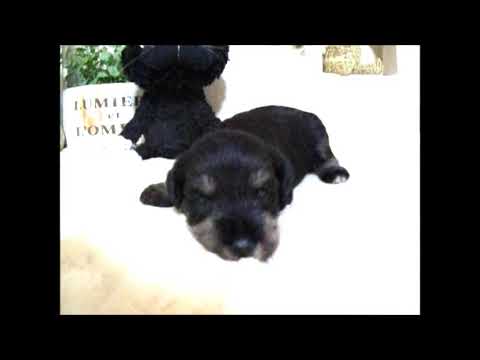 YouTube Preview Image