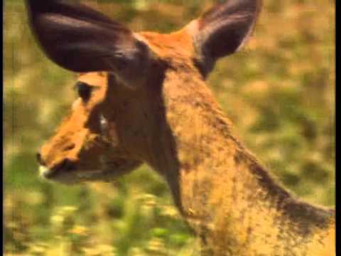 dik-dik