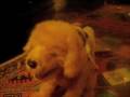 videos de Audrey gets a boyfriend
