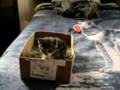 Mittens the kitten