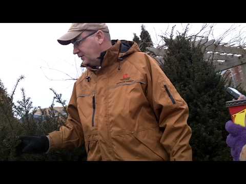 how to fertilize japanese yew