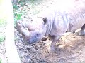 Zooo nosorog prdi