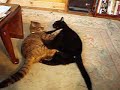 cats dance   maria callas sings o mio babbino caro