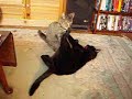 cats dance   maria callas sings o mio babbino caro
