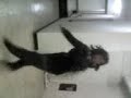 ghostown gurls gettin lite ghostown gurls gettin lite