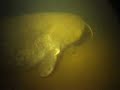 catfish