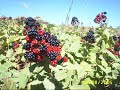P?NARA GELK? G�REM T�RK�S� OKUYAN HA??M KO�
