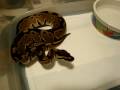videos de Reduced patterned CH eating rat pup