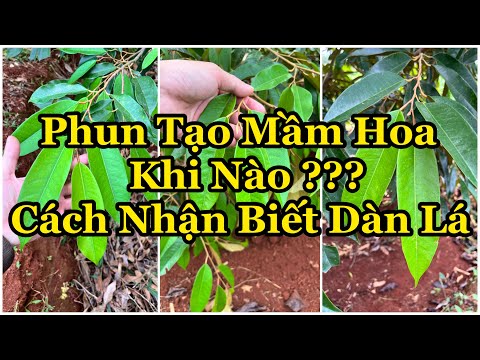 PHUN TẠO MẦM SẦU RIÊNG KHI NÀO ??? CÁCH NHẬN BIẾT DÀN LÁ & THỜI ĐIỂM ĐỂ PHUN XỊT HIỆU QUẢ NHẤT