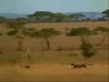 funny clip of a man saves a dear 4m leopard funny clip of a man saves a dear 4m leopard