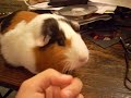 VERY FAT Guinea Pig!! LOL