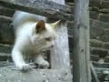GATO MALAVARISTA