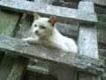 GATO MALAVARISTA
