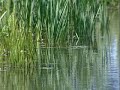 Pond Ecology