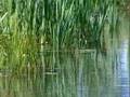 Pond Ecology
