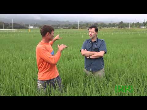 how to apply heritage g fungicide