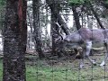 Caribou