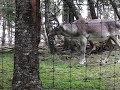 Caribou