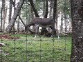 Caribou