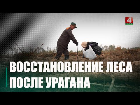 Гомельская вобласць першай далучылася да рэспубліканскай акцыі "Дай лесу новае жыццё!" видео