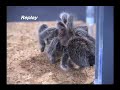 Centipede vs Tarantula vs Scorpion??